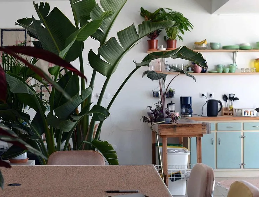 Kelp Coworking Space Ericeira, Cozinha, Ericeira