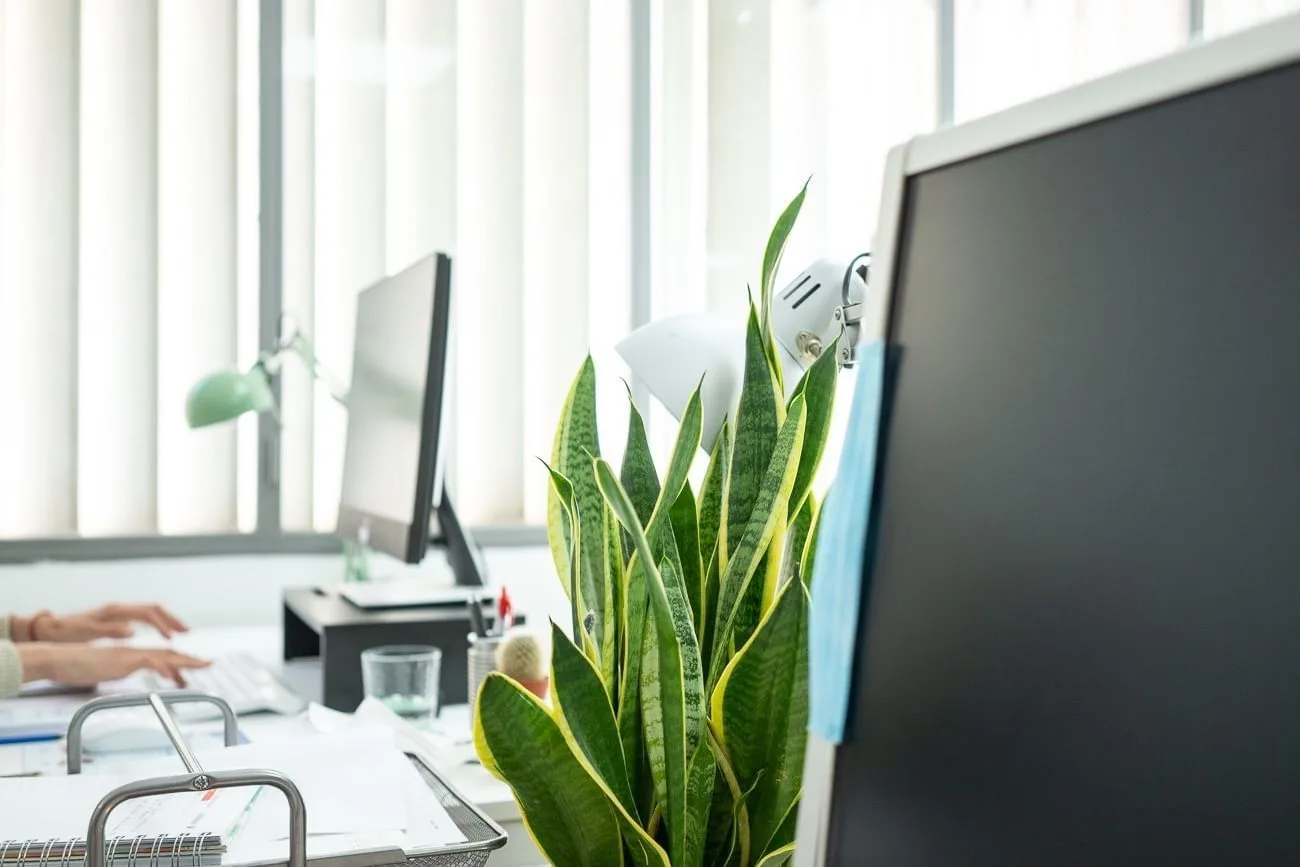 Nidus Coworking, Open-plan office, Palma